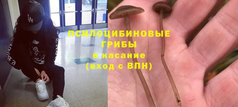 Галлюциногенные грибы Psilocybe  Арсеньев 